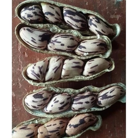 Olahan Kacang Batik Khas Kawangkoan — Kacang Tore Minahasa