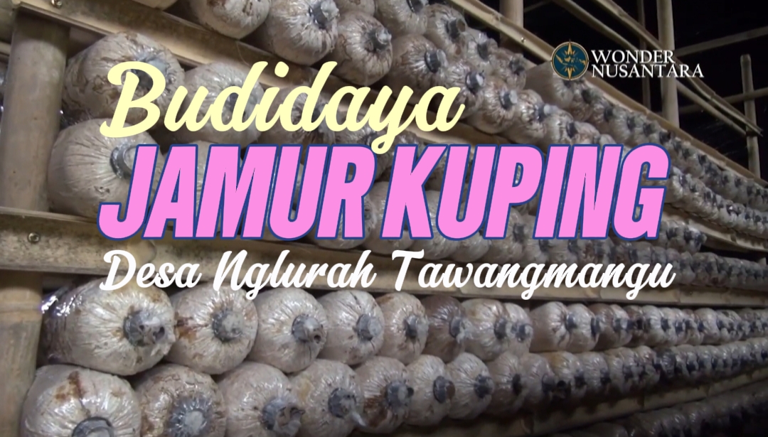 Jamur Kuping Lereng Lawu: Usaha Warga Desa Nglurah