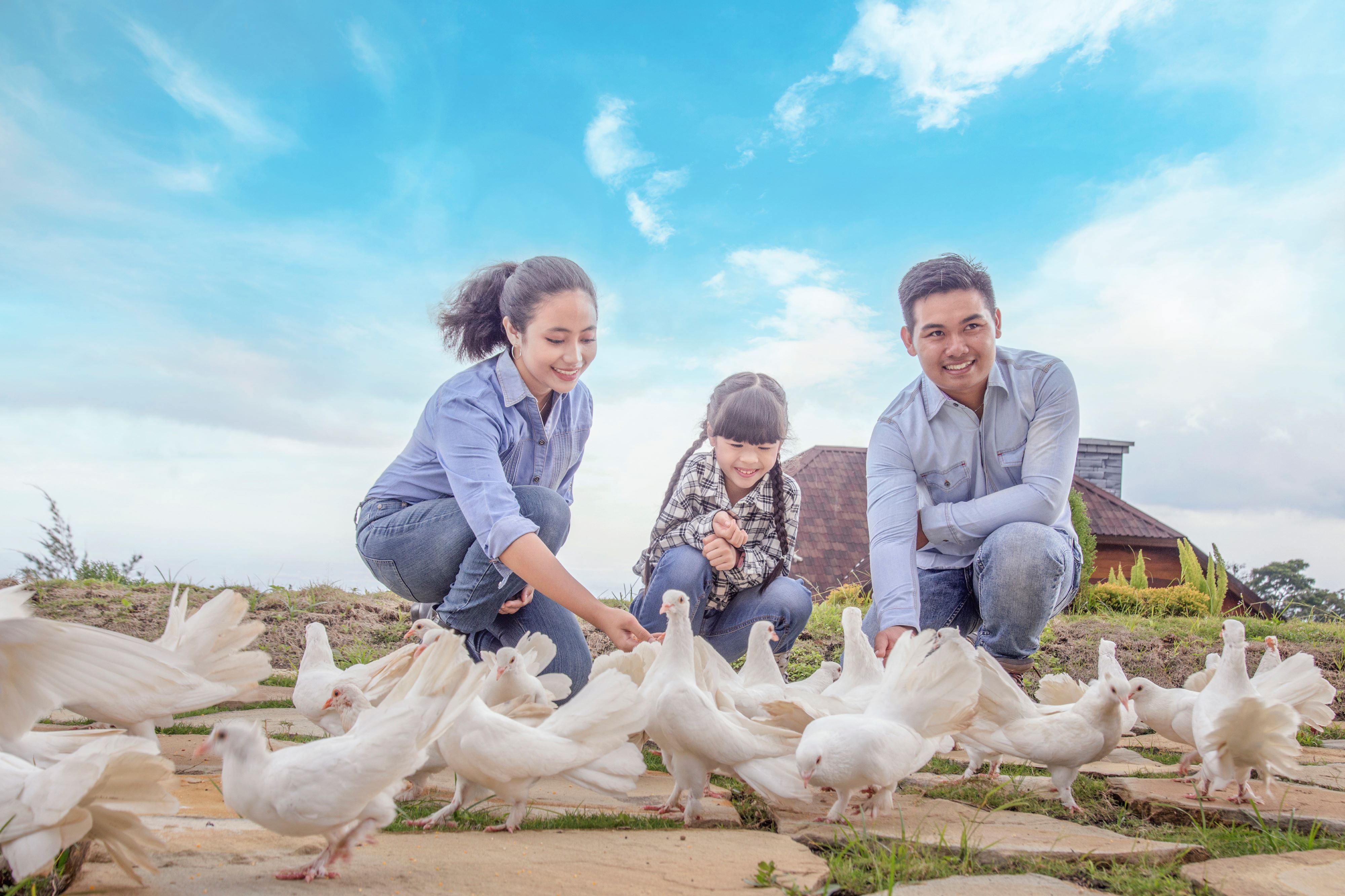 Galeri Tiket Cepogo Cheese Park