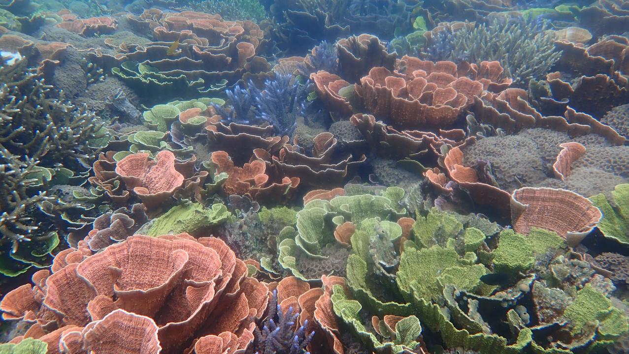 Galeri Karimun Jawa - Paket Wisata 3 Hari 2 Malam Tanpa Penginapan