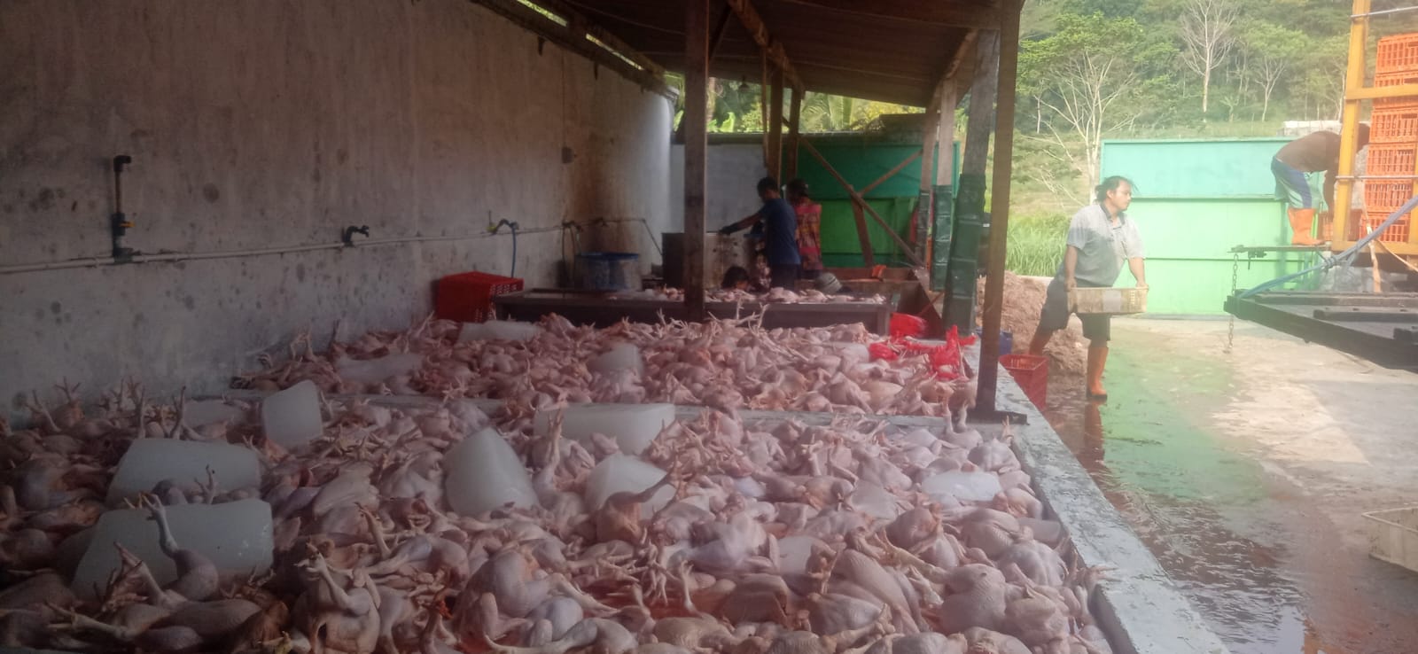 Galeri JEKEK CHICKEN — Daging Segar, Siap Olah, Siap Usaha!